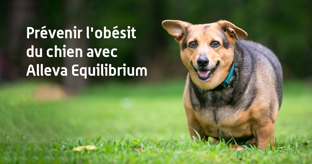 Prévenir l'obésité du chien avec Alleva Equilibrium