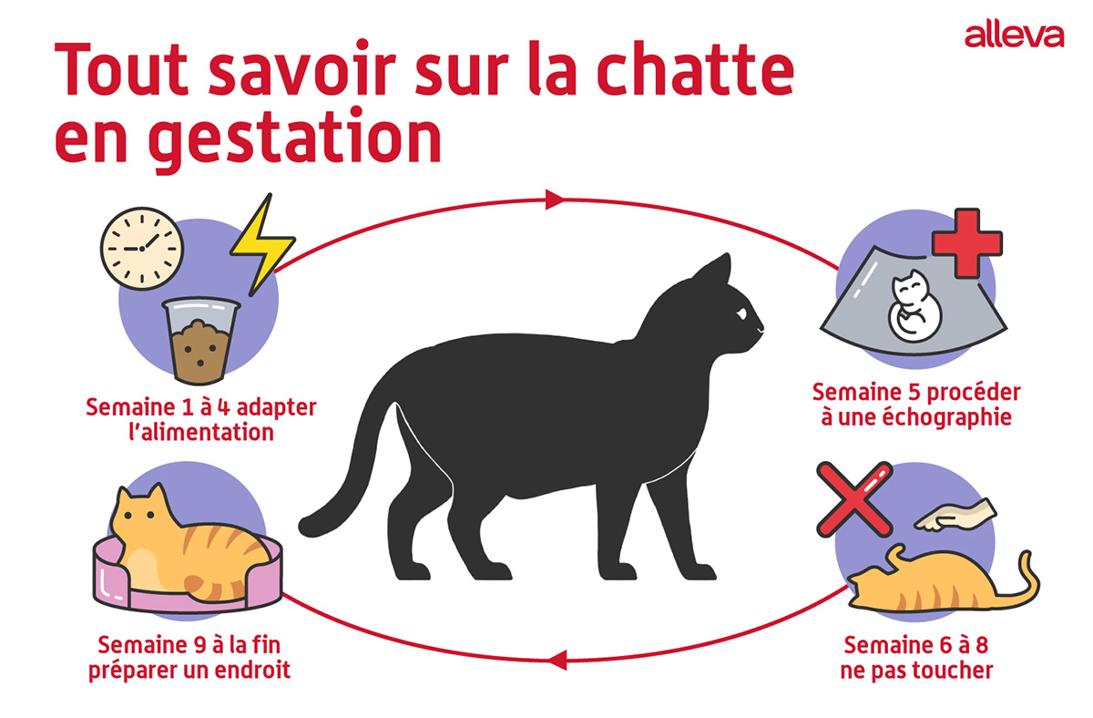 Tout savoire sur la chatte en gestation - Infographie. Conseils Blog Chien