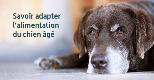 Savoir adapter l’alimentation du chien âgé