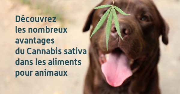 Découvrez les nombreux avantages du Cannabis sativa dans les aliments pour animaux