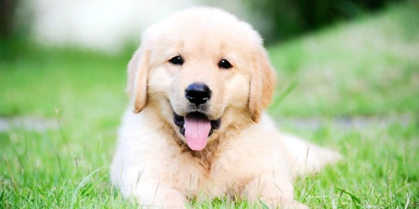 Come educare cuccioli di cane tutto quello che devi sapere