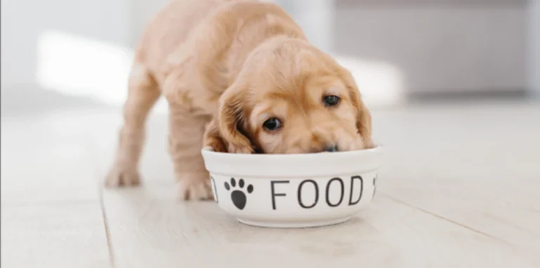 Croquettes hypoallergéniques chien et c: découvrez la gamme Alleva Care