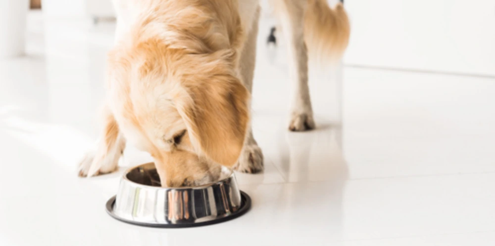 Croquettes hypoallergéniques chien et c: découvrez la gamme Alleva Care